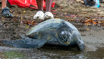 A sea turtle lies on wet sand near the water’s edge, with a participant from the Costa Rica Teen Wildlife Program in white footwear standing behind it.