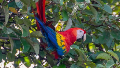 A scarlet macaw with vibrant red, blue, and yellow feathers perched among green leaves in a tree.