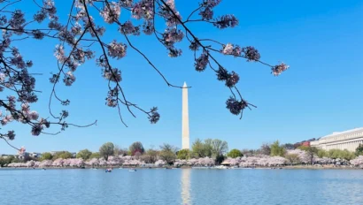 Cherry blossoms with the Washington Monument in the background across the Tidal Basin on a clear day.