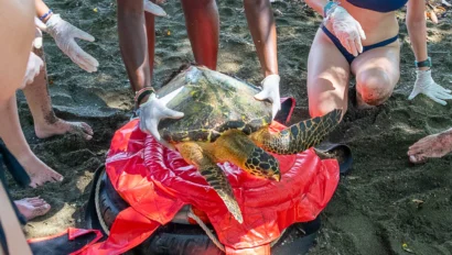 During a teen wildlife trip, several people wearing gloves release a sea turtle onto a sandy beach, using a red mat and a tire for support.