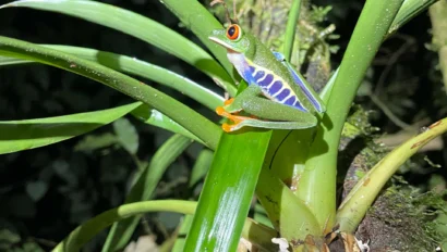 A colorful frog with orange feet and red eyes sits on a green plant in a dark forest setting.