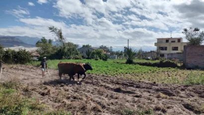 A person plows a field with two oxen under a partly cloudy sky in a rural area.