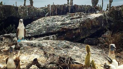 Galapagos Marine Biology Trip