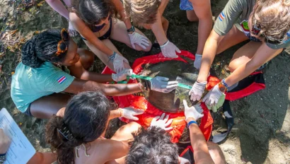 A group of people wearing gloves work together to measure a turtle, which is placed on a red mat on sandy ground.