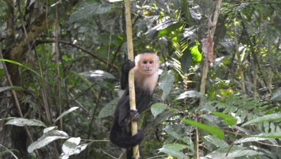 A capuchin monkey clings to a vine, surrounded by dense green foliage in a forest setting. Wildlife preservation and conversation is part of our teen travel programs.