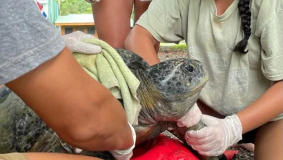 During a Costa Rica school trip, we see students interacting with a sea turtle during a checkup by a veterinarian.