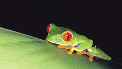 A red-eyed tree frog with green skin and orange toes rests on a leaf against a black background.