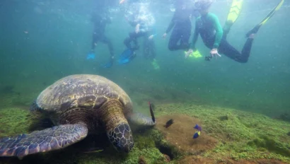 A school group travel adventure unfolds as snorkelers observe a large sea turtle swimming near the ocean floor, with small fish darting nearby.