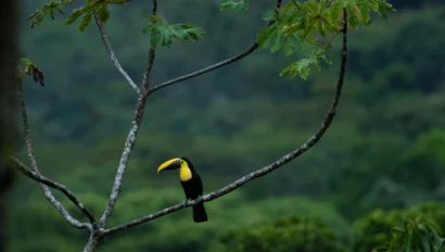 A toucan with a large yellow beak perches on a tree branch against dense green foliage, spotted during a memorable conservation trip.