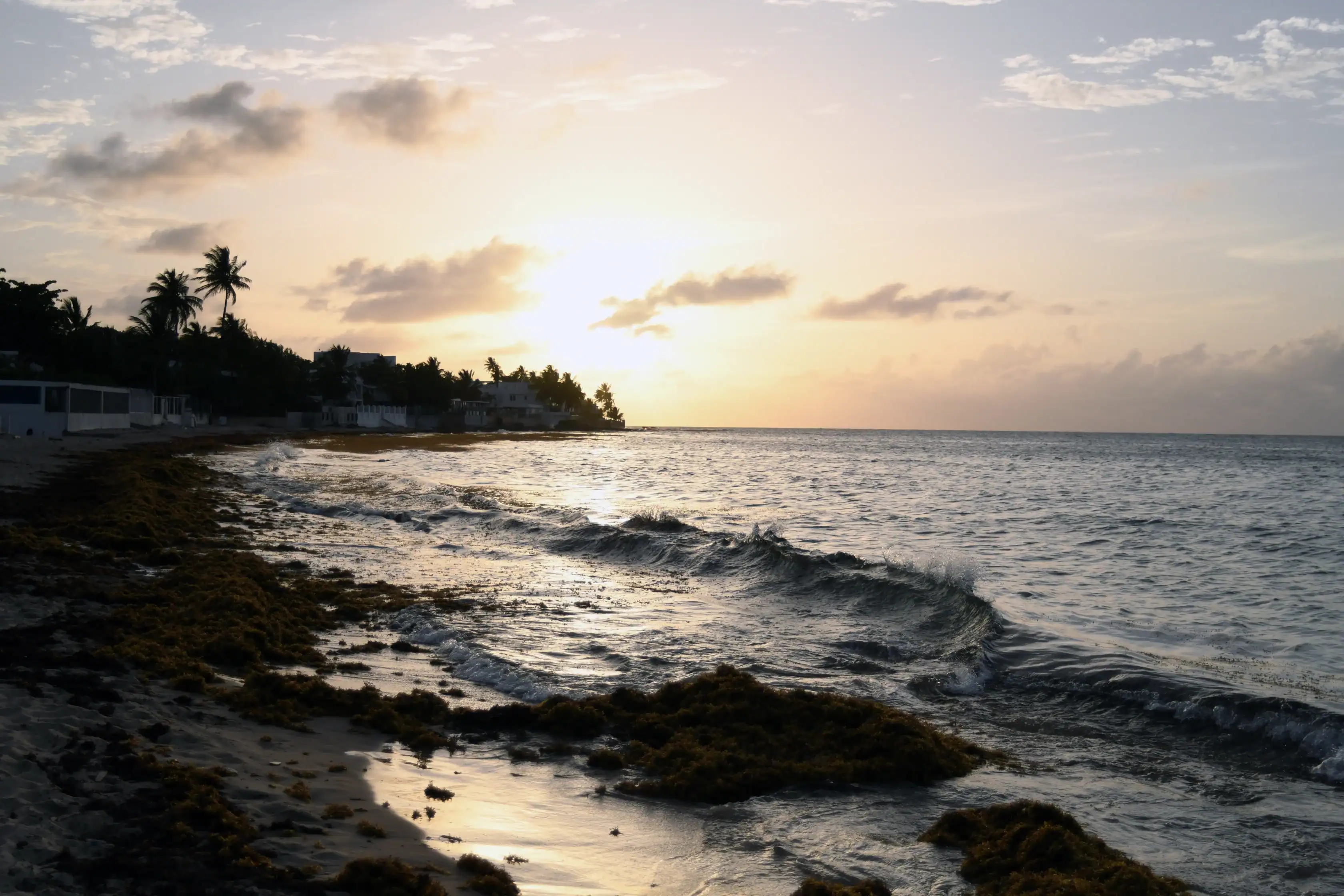 A beach at sunset with gentle waves, seaweed on the sand, and silhouettes of houses and palm trees along the shoreline.